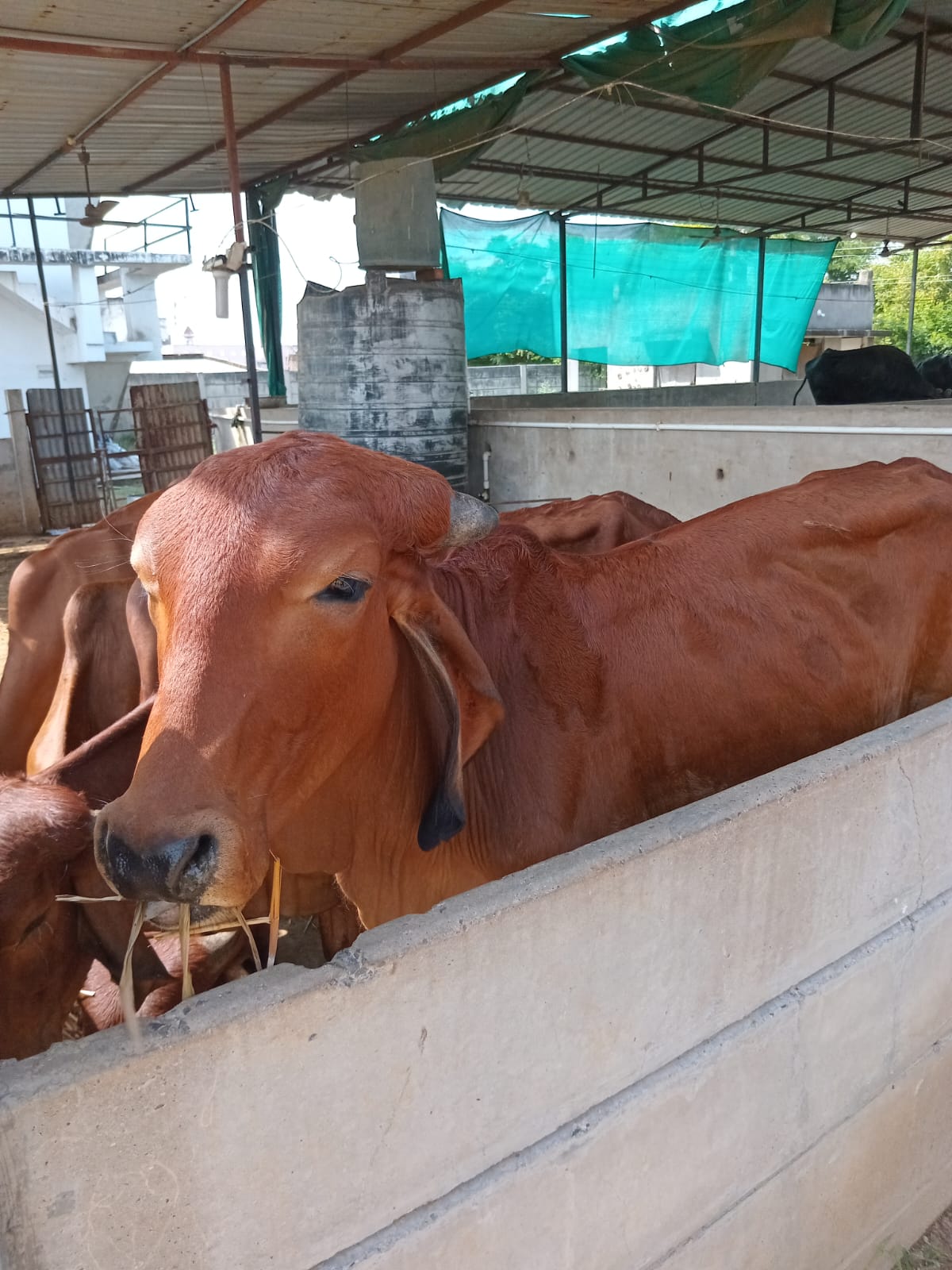 33 Crore Deities in Cow